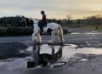 Cob, Gelding, 11 years, 16 hh, Leopard-Piebald