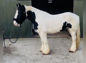 Cob, Gelding, 11 years, 16 hh, Leopard-Piebald