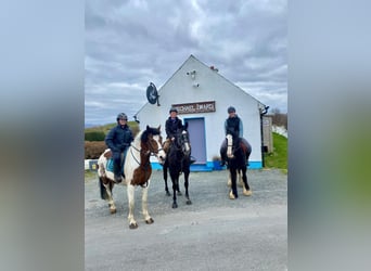 Cob, Gelding, 12 years, 15.1 hh, Pinto