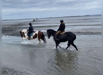Cob, Gelding, 12 years, 15.1 hh, Pinto