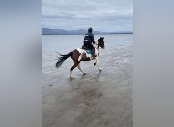Cob, Gelding, 12 years, 15.1 hh, Pinto