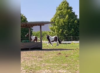 Cob, Gelding, 13 years, 14,2 hh, Pinto