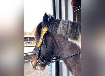 Cob, Gelding, 14 years, 14.2 hh, Pinto