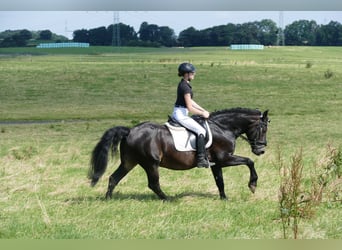 Cob, Gelding, 14 years, 14,2 hh, Smoky-Black