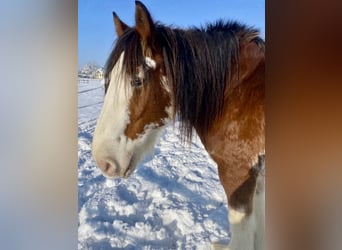 Cob, Gelding, 14 years, 16 hh, Pinto