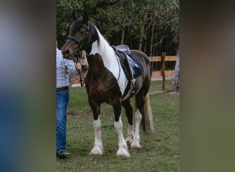 Cob, Gelding, 16 years, 15,2 hh, Pinto