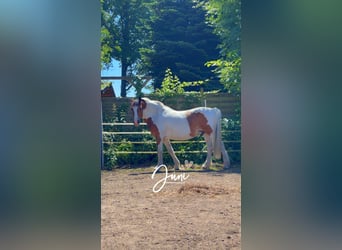 Cob Mix, Gelding, 16 years, 16 hh, Pinto