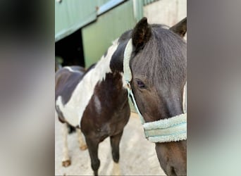Cob, Gelding, 17 years, 11,2 hh, Pinto