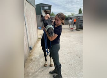 Cob, Gelding, 17 years, 11,2 hh, Pinto