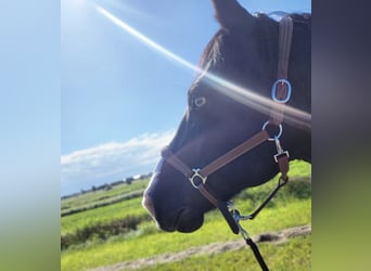 Cob Mix, Gelding, 19 years, 15.1 hh, Black