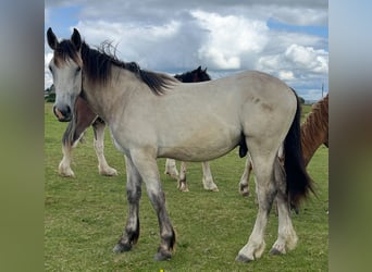 Cob Mix, Gelding, 1 year, 16.1 hh, Dun