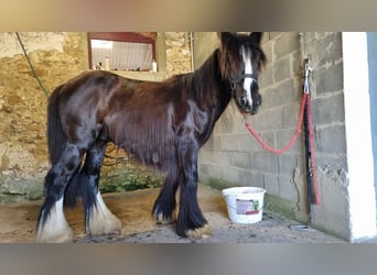 Cob, Gelding, 2 years, 13.3 hh, Black