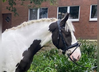 Cob, Wallach, 3 Jahre, 15 hh, Schecke