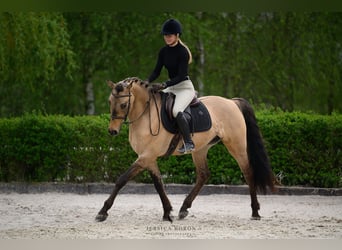 Cob, Gelding, 3 years, 15,1 hh, Dun