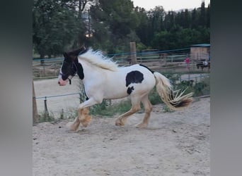 Cob, Gelding, 3 years, Pinto