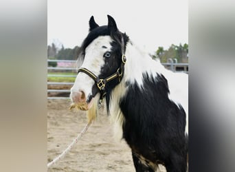 Cob, Gelding, 4 years, 12.2 hh, Overo-all-colors
