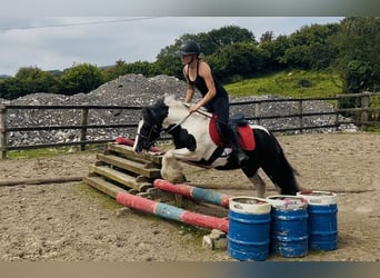 Cob, Gelding, 4 years, 12,1 hh, Pinto