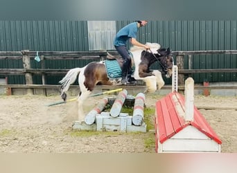 Cob, Gelding, 4 years, 12,2 hh, Leopard-Piebald