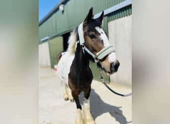 Cob, Gelding, 4 years, 12,2 hh, Leopard-Piebald