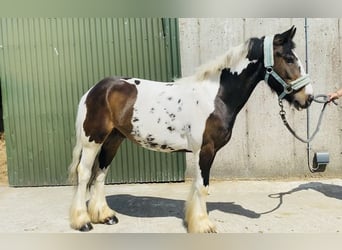 Cob, Gelding, 4 years, 12,2 hh, Leopard-Piebald