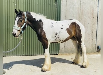 Cob, Gelding, 4 years, 12,2 hh, Leopard-Piebald