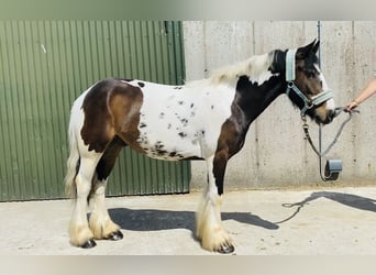 Cob, Gelding, 4 years, 12,2 hh, Leopard-Piebald
