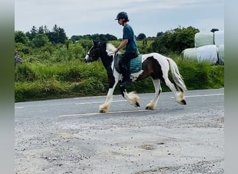 Cob, Gelding, 4 years, 12,2 hh, Leopard-Piebald