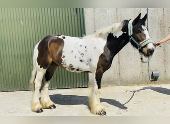 Cob, Gelding, 4 years, 12,2 hh, Leopard-Piebald