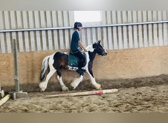 Cob, Gelding, 4 years, 12,2 hh, Leopard-Piebald