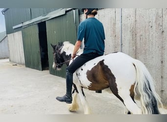Cob, Gelding, 4 years, 12,2 hh, Leopard-Piebald