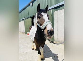 Cob, Gelding, 4 years, 12,2 hh, Leopard-Piebald
