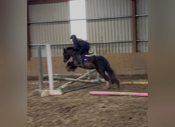Cob, Gelding, 4 years, 13.1 hh, Black