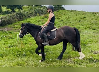 Cob, Gelding, 4 years, 13.2 hh, Bay