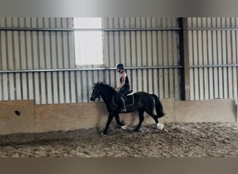 Cob, Gelding, 4 years, 13.2 hh, Bay
