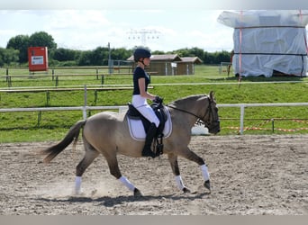 Cob, Gelding, 4 years, 13.2 hh, Dun