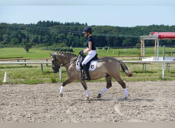 Cob, Gelding, 4 years, 13.2 hh, Dun