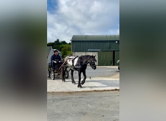 Cob, Gelding, 4 years, 13,2 hh, Gray-Blue-Tan