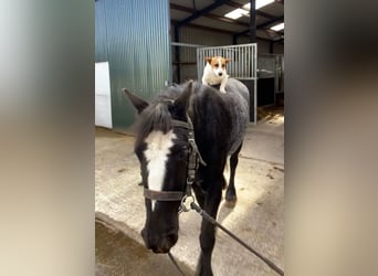 Cob, Gelding, 4 years, 13,2 hh, Gray-Blue-Tan