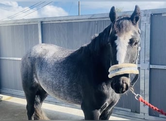 Cob, Gelding, 4 years, 13,2 hh, Gray-Blue-Tan