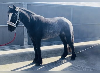 Cob, Gelding, 4 years, 13,2 hh, Gray-Blue-Tan