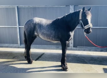 Cob, Gelding, 4 years, 13,2 hh, Gray-Blue-Tan