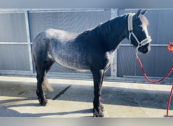 Cob, Gelding, 4 years, 13,2 hh, Gray-Blue-Tan