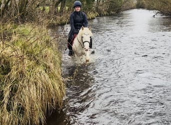 Cob, Gelding, 4 years, 13.2 hh, Leopard-Piebald