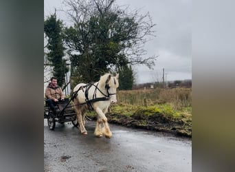 Cob, Gelding, 4 years, 13.2 hh, Leopard-Piebald