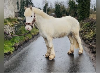 Cob, Gelding, 4 years, 13.2 hh, Leopard-Piebald