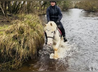 Cob, Gelding, 4 years, 13.2 hh, Leopard-Piebald