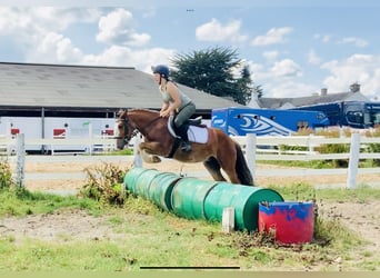 Cob, Gelding, 4 years, 13.3 hh, Brown