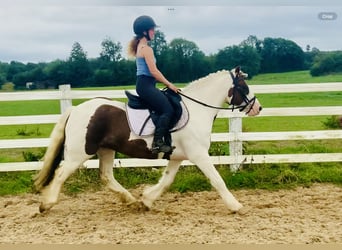 Cob, Wallach, 4 Jahre, 13,3 hh, Schecke