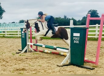 Cob, Wallach, 4 Jahre, 13,3 hh, Schecke