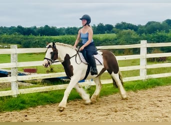 Cob, Gelding, 4 years, 13.3 hh, Pinto